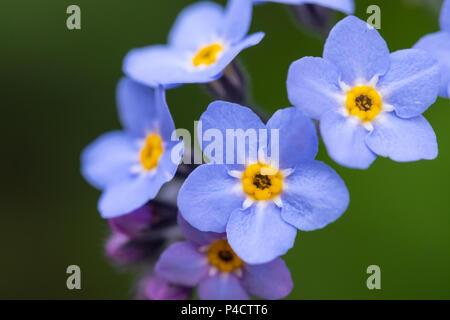 Primer plano de flores Myosotis, llamado Forget-me-not en muchos idiomas  europeos. Pastizales de altura en los Pirineos, España Fotografía de stock  - Alamy