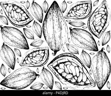Frutas Tropicales Ilustracion Wallpaper De Boceto Dibujados A Mano O Cacao Theobroma Cacao Frutas Colgadas En Racimo De Arbol Aislado Sobre Fondo Blanco Imagen Vector De Stock Alamy