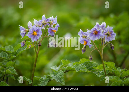 papa-planta-en-flor-de-papa-solanum-tuberosum-p51w5m.jpg
