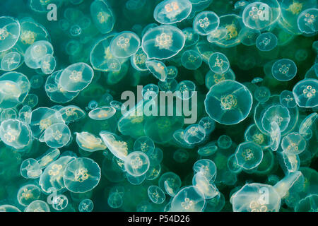Una densa floración de luna jaleas (medusas, platillo común jalea) flota entre el plancton en un entrante de la costa en la primavera tardía (Columbia Británica).