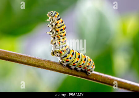 Papilio machaon Caterpillar en actitud amenazadora Foto de stock