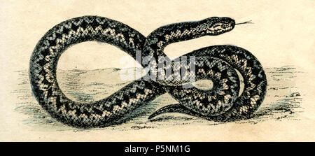 Serpiente, víbora común <Vipera berus>, 1861 Foto de stock