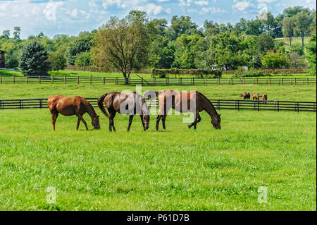 Los caballos de pura sangre en una granja en Kentucky Foto de stock