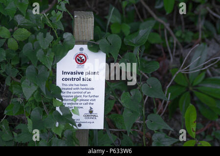 Señal de advertencia (área de control de plantas invasoras knotweed japonés). Foto de stock