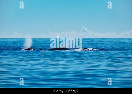 Los delfines nariz de botella del norte ballenas en buen humor salpicaduras Foto de stock
