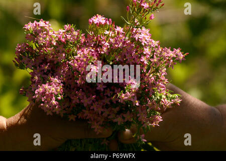 Cosechado Centauro flores, utilizado como planta medicinal Foto de stock
