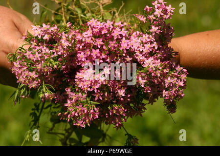 Cosechado Centauro flores, utilizado como planta medicinal Foto de stock