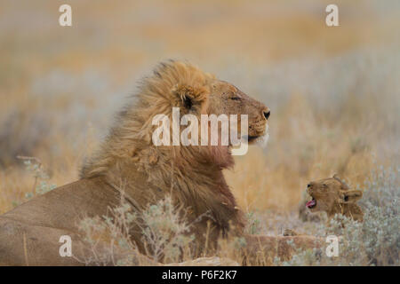 León macho con su descendencia en el desierto