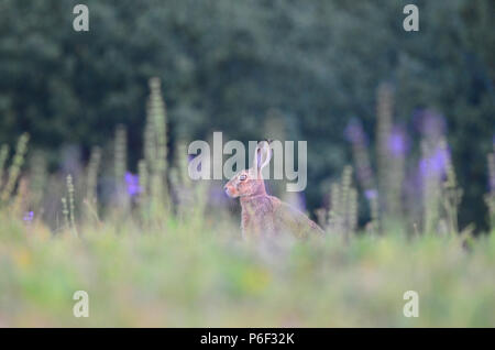 Jack Rabbit Hare en el desierto Foto de stock