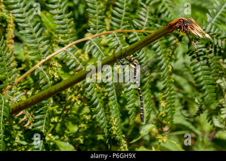 Fauna: UK-dorado macho anillado (Cordulegaster boltonii dragonfly) camuflado en el bracken Foto de stock