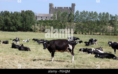La vaca frisona en pasto en la aldea costera de Greencastle, Co. abajo Foto de stock