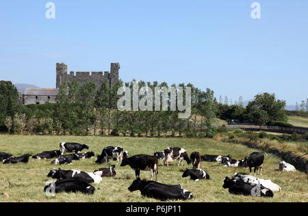El rebaño de vacas lecheras en pastoreo, Greencastle, Co., Irlanda del Norte Foto de stock