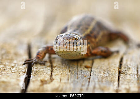 Vista frontal del lagarto ovíparos ( Zootoca vivipara ) de pie sobre un tocón Foto de stock