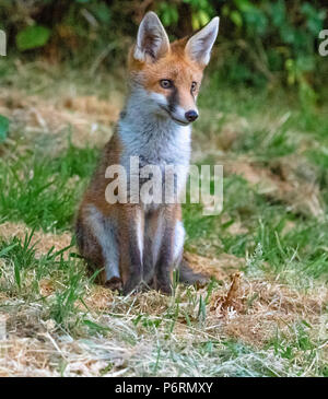 Zorro rojo, un animal parecido a un perro. El zorro está buscando comida por la noche Fotografía de stock - Alamy Zorro rojo, un animal parecido a un perro. El zorro está buscando comida por la noche Fotografía de stock - Alamy