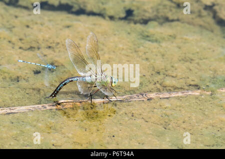 La libélula emperador (Anax imperator) OVI-postulación (puesta de huevos) Foto de stock