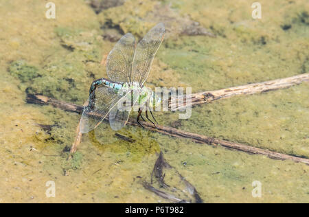 La libélula emperador (Anax imperator) OVI-postulación (puesta de huevos) Foto de stock