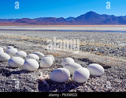 Bolivia, Potosí, provincia Departmant Sur Lipez, Eduardo Avaroa Reserva Nacional de Fauna Andina, abandonados Flamingo huevos en la orilla de la Laguna Colorada. Foto de stock