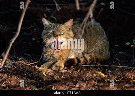 Gato salvaje en su hábitat natural. El Delta del Danubio, Rumania Foto de stock
