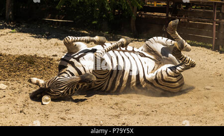 Un joven zebra jugar sobre arena.