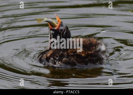 Qingdao, Qingdao, China. El 5 de julio, 2018. Qingdao, China-Baby aves en humedales en Qingdao, Provincia de Shandong, en el este de China. Crédito: SIPA Asia/Zuma alambre/Alamy Live News Foto de stock