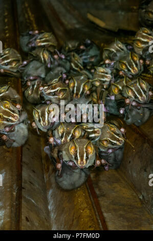 Carpa común de decisiones murciélagos con jóvenes, Uroderma bilobatum, Parque nacional Soberanía, República de Panamá. Foto de stock