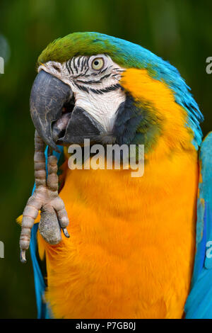 Retrato de Gelbbrustara o guacamayo azul y oro guacamayo (Ara ararauna) Foto de stock