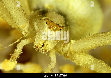 Retrato de flor (araña Cangrejo Misumena vatia) Foto de stock