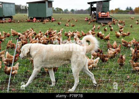 Pollo en una granja con un perro cuidando de ellos