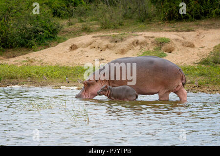 Hipopótamos, Hippopotamus amphibius, Canal Kazinga, Uganda en África Oriental Foto de stock