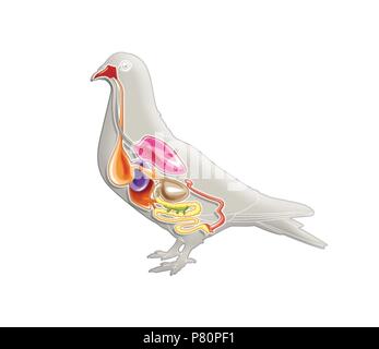 anatomía del ala de pájaro plegada