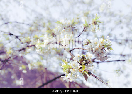 Cerezos en flor blanca en pantalla completa como Primavera Verano gira