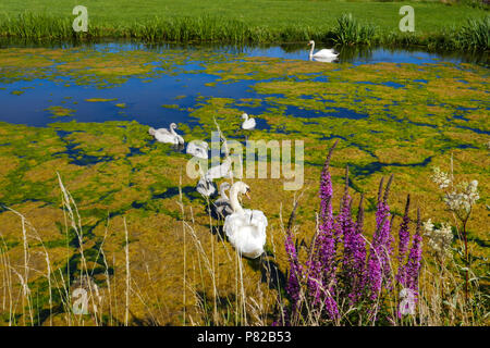 Swan con jóvenes, Holanda Foto de stock
