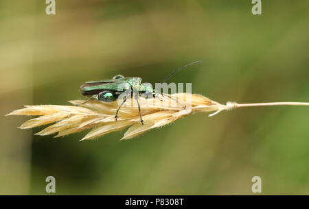 Un bonito macho-thighed hinchada Escarabajo (Oedemera nobilis) donde se posan sobre una cabeza de semillas de pasto.
