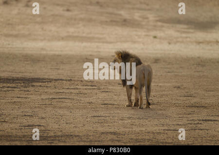 Desierto león con melena negra patrullando para alimentos Kalahari