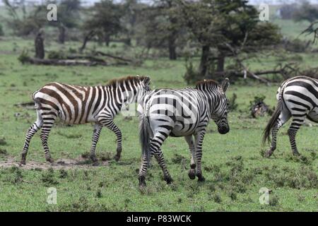 Cebra (Equus quagga). Olare Motorogi Conservancy, Maasai Mara, Kenya, Africa. Foto de stock