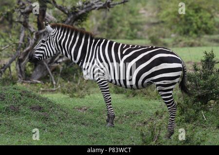 Cebra (Equus quagga). Olare Motorogi Conservancy, Maasai Mara, Kenya, Africa. Foto de stock