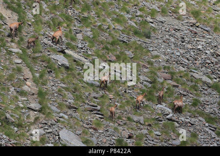 Joyas en Gran Paradiso, Italie; gamuza alpina en Gran Paradiso Italia Foto de stock