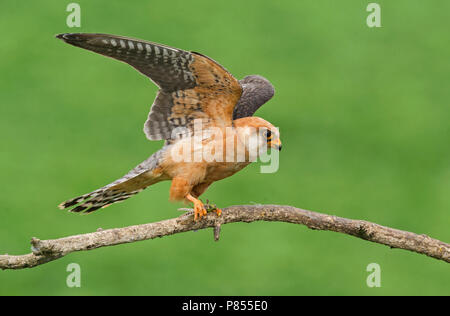 Hembra adulta de Red-footed Falcon (Falco vespertinus) Foto de stock
