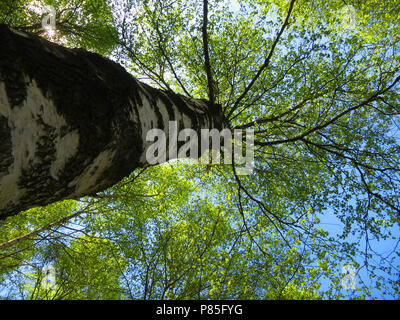 Berkenbos; bosque de abedules en Pico Viejo, Hebei, China Foto de stock