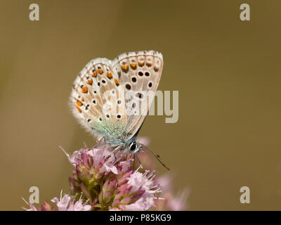 Adonisblauwtje / Polyommatus bellargus Adonis (azul) Foto de stock