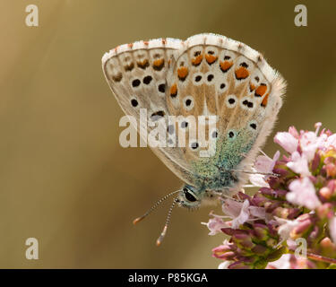 Adonisblauwtje / Polyommatus bellargus Adonis (azul) Foto de stock