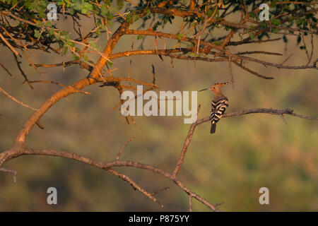 Common Abubilla - Upupa epops Wiedehopf -, Omán, adulto. Encaramado en un árbol. Foto de stock