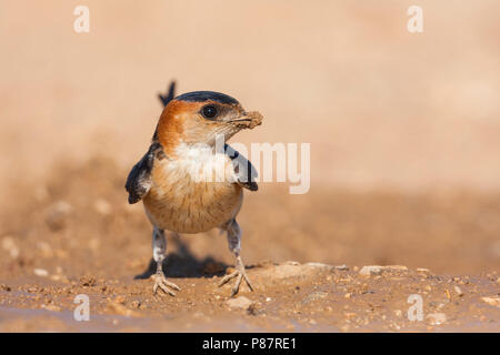 Western Red-rumped Swallow, Roodstuitzwaluw, Cecopris daurica rufula ssp., Croacia, adulto Foto de stock