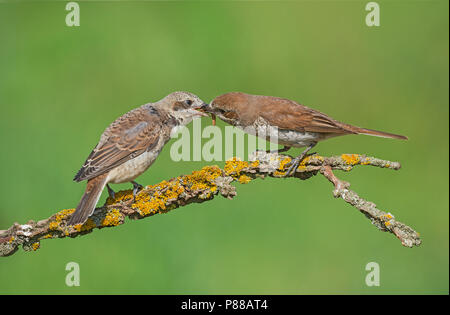 Hembra rojo-respaldado actuación en "The Shrike" (Lanius collurio) alimentando a sus crías. Foto de stock