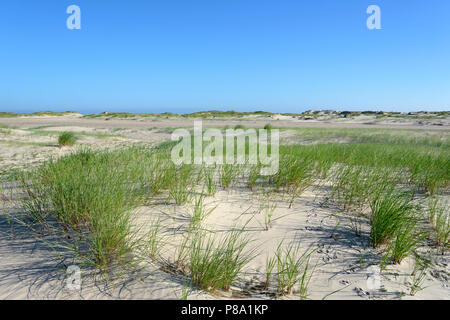 Hierba Marram (ammophila arenaria) en las dunas, Norderney, Islas de Frisia Oriental, Baja Sajonia, Alemania Foto de stock