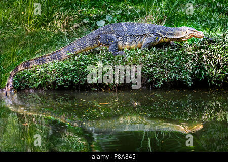 Agua agua también conocido como lagarto monitor o Varanus salvator en América, Tailandia. Estos grandes lagartos son nativos del Sudeste de Asia Foto de stock
