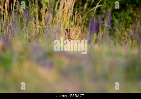 Hare en desierto, vacaciones de Pascua conejito Jack Rabbit Foto de stock