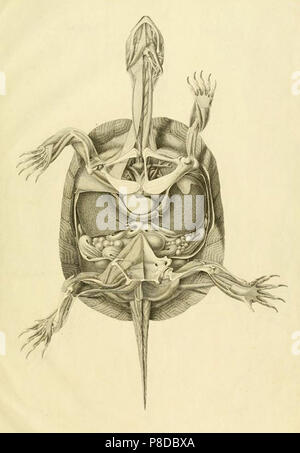 anatomía de la tortuga