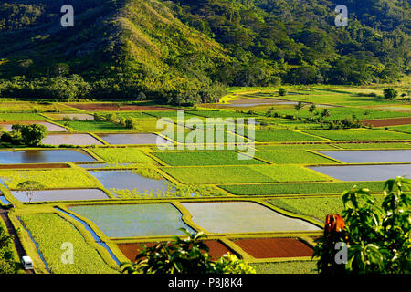 Campos de Taro en el hermoso Valle de Hanalei en la isla de Kauai, Hawaii
