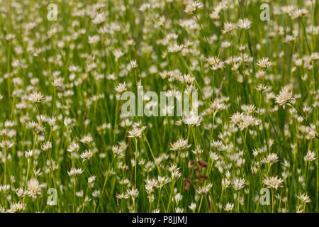 Close-up de floración pico blanco-juncia Foto de stock